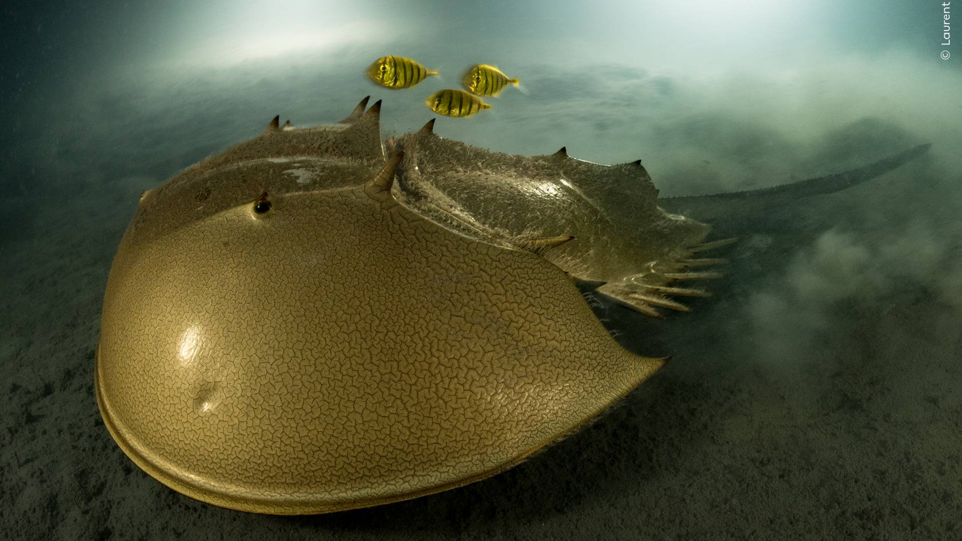 Stunning images: Wildlife Photographer of the Year competition