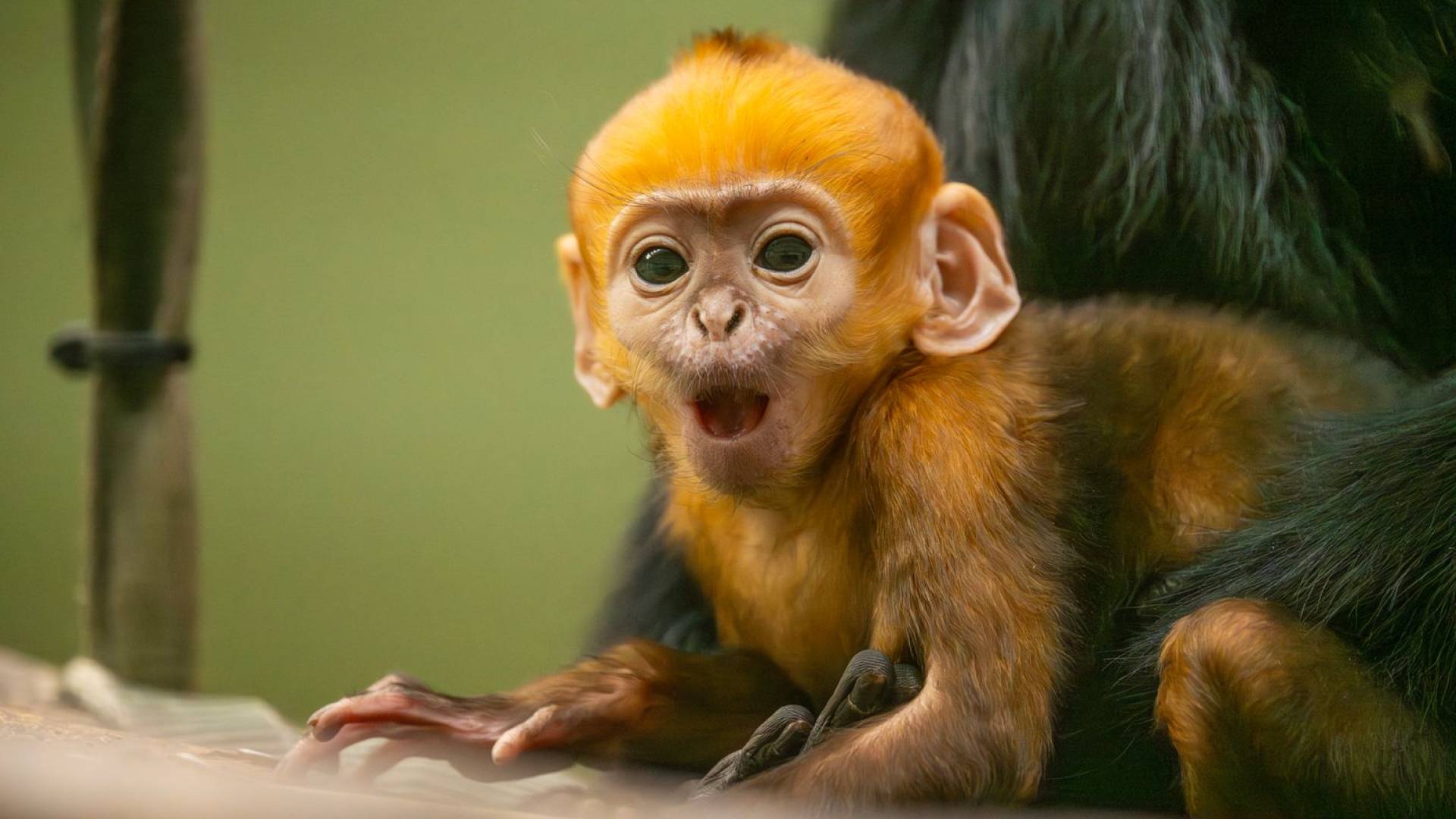 Key symptoms you need to know as Jordan confirms first monkeypox case