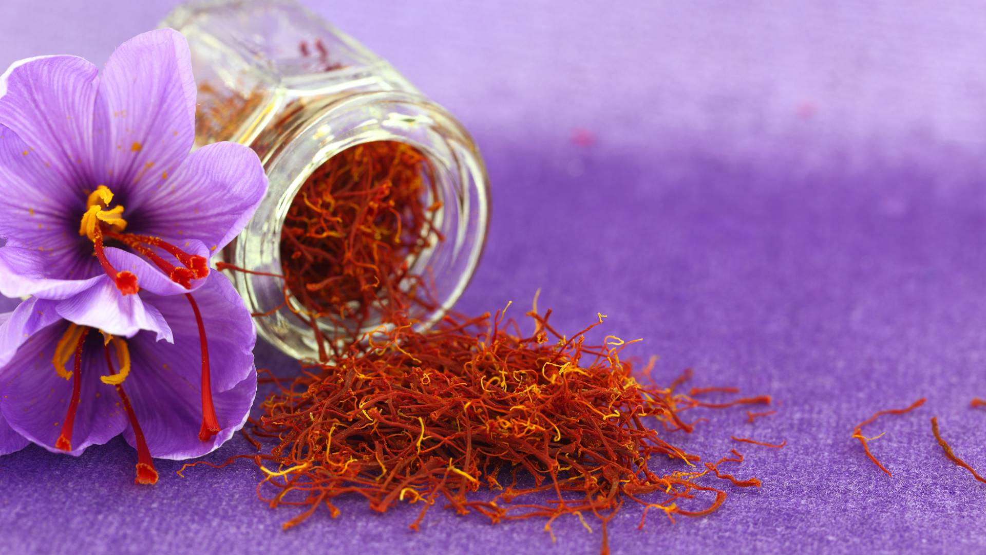 Saffron: Culinary, medicinal treasure