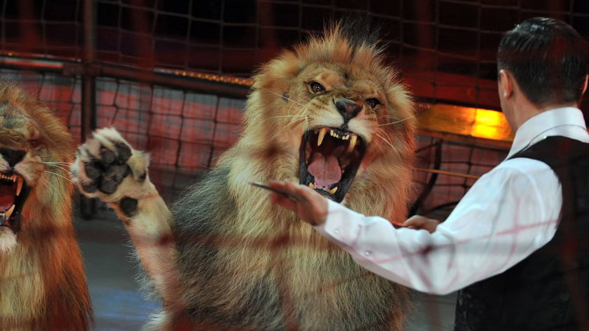 VIDEO: Audience flees in panic as lions defy trainer during circus performance