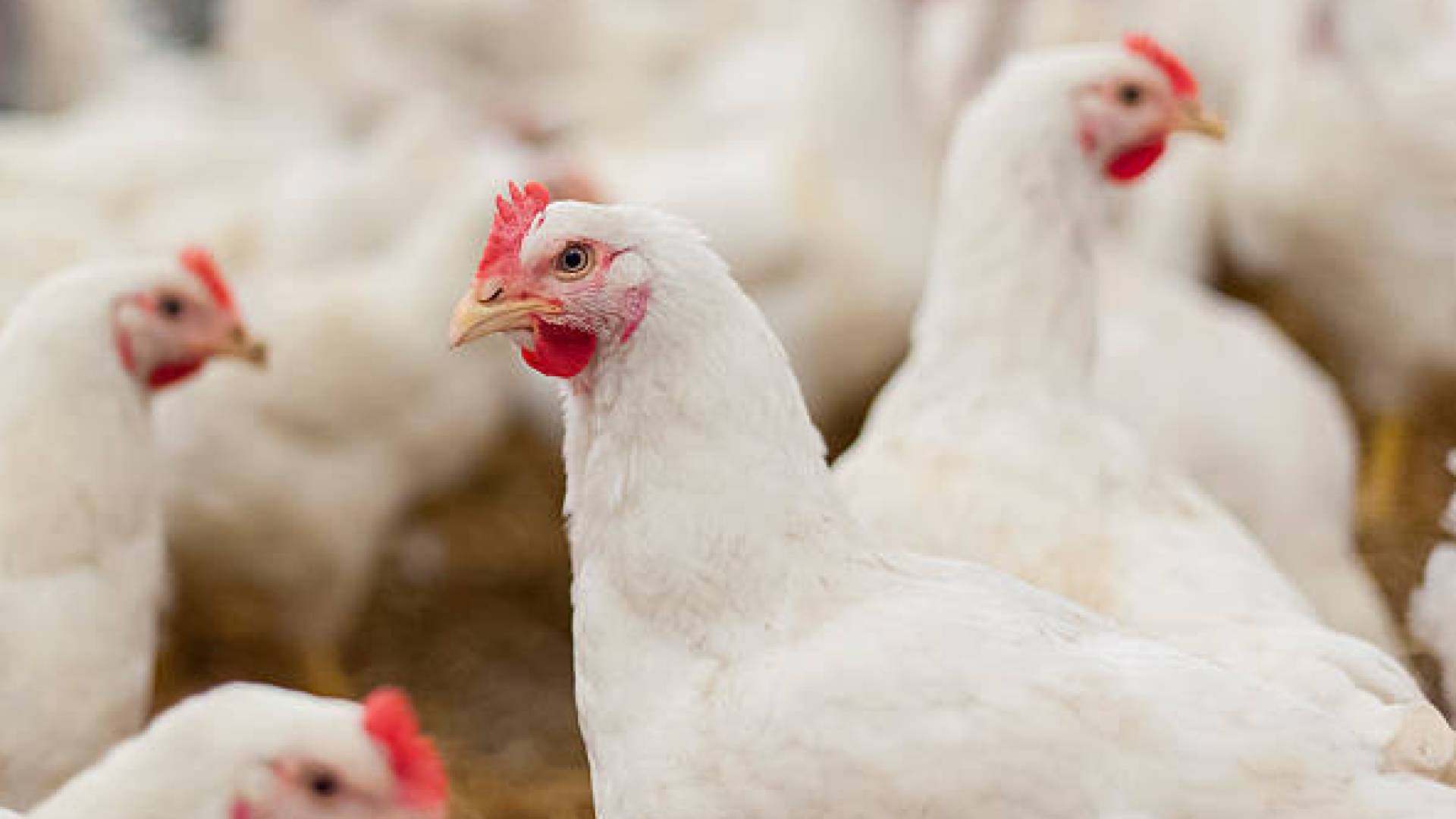 Jordanians report sudden increase in chicken prices