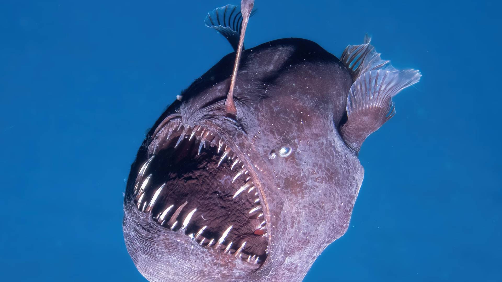 Anglerfish becomes sea's most relatable drama queen