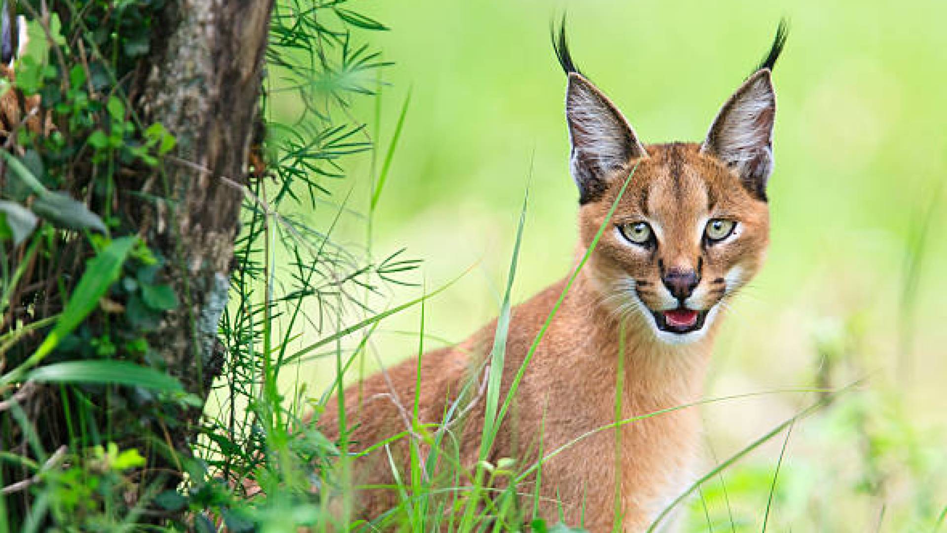Egyptian Lynx attacks 'Israeli' soldiers, sparks viral reactions