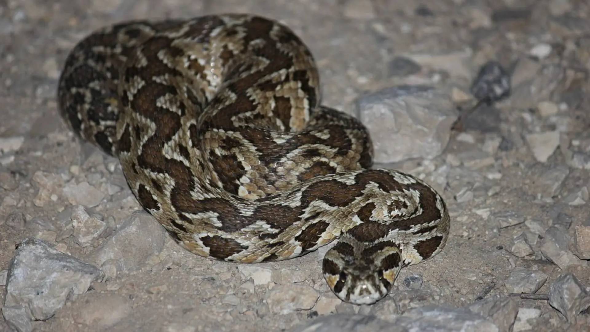 Man bitten by viper while cleaning pool in northern Jordan