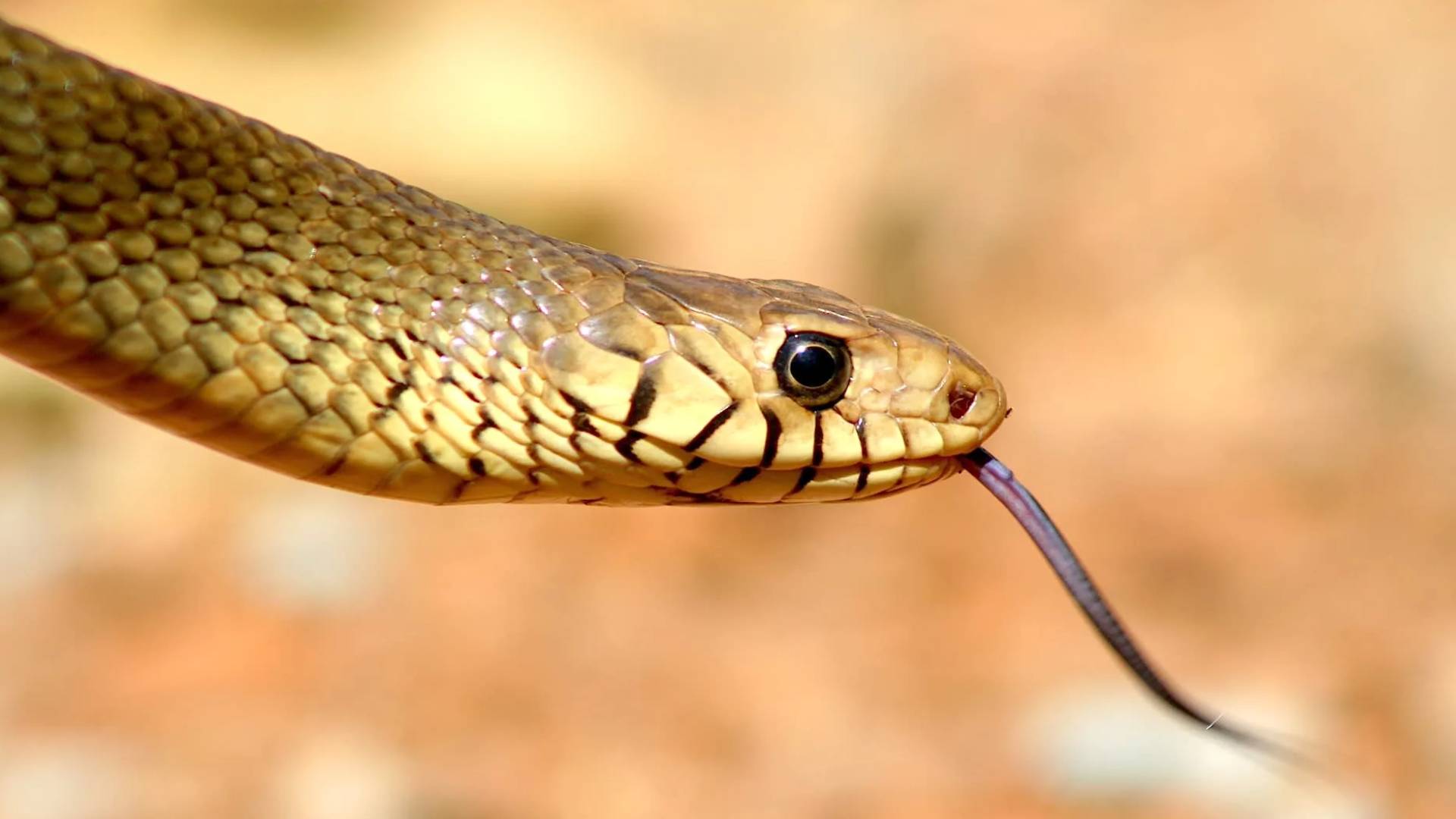 Children in India fall ill after dead snake reportedly found in school lunch