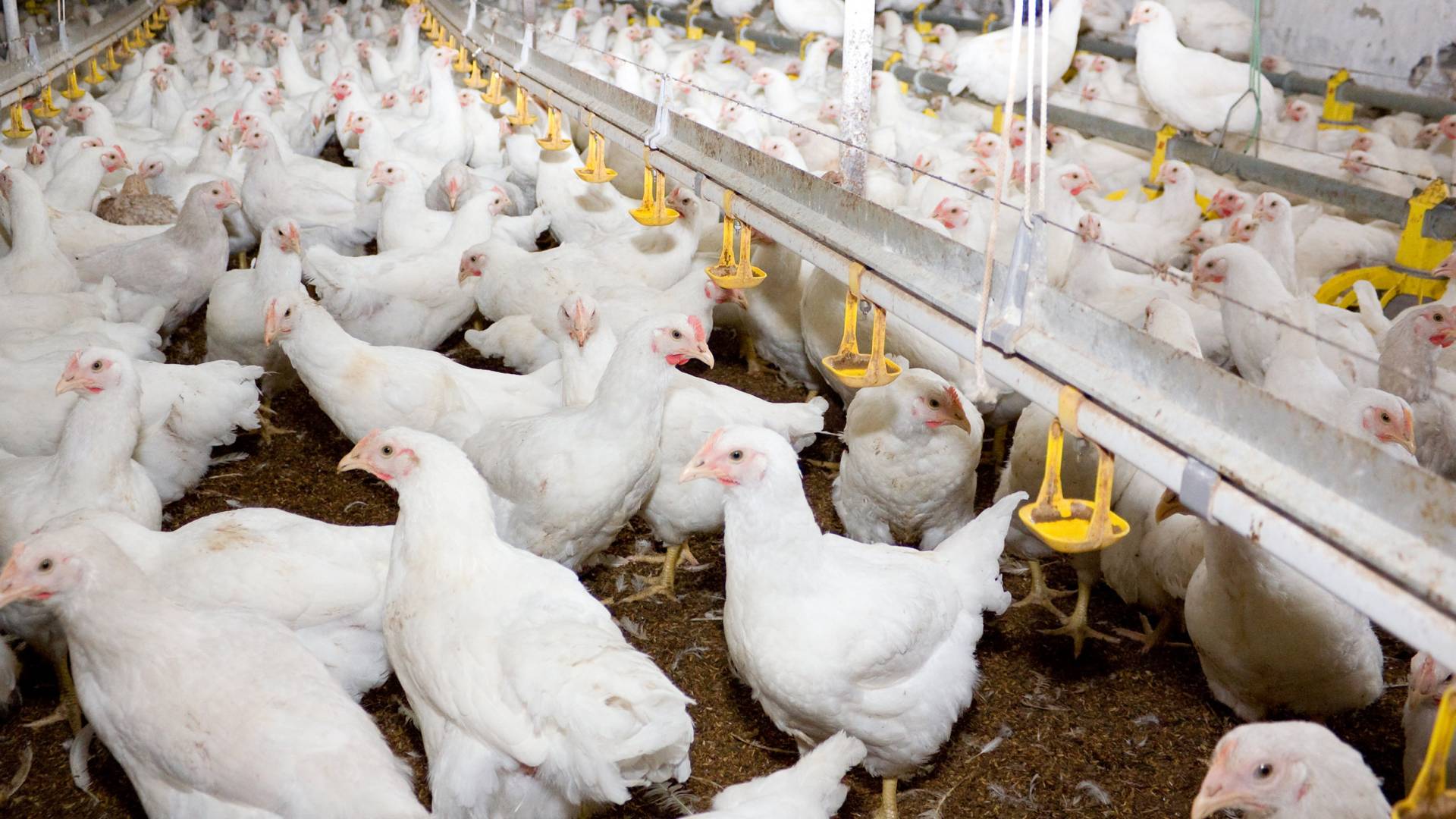 Jordan suspends poultry imports from Brazil