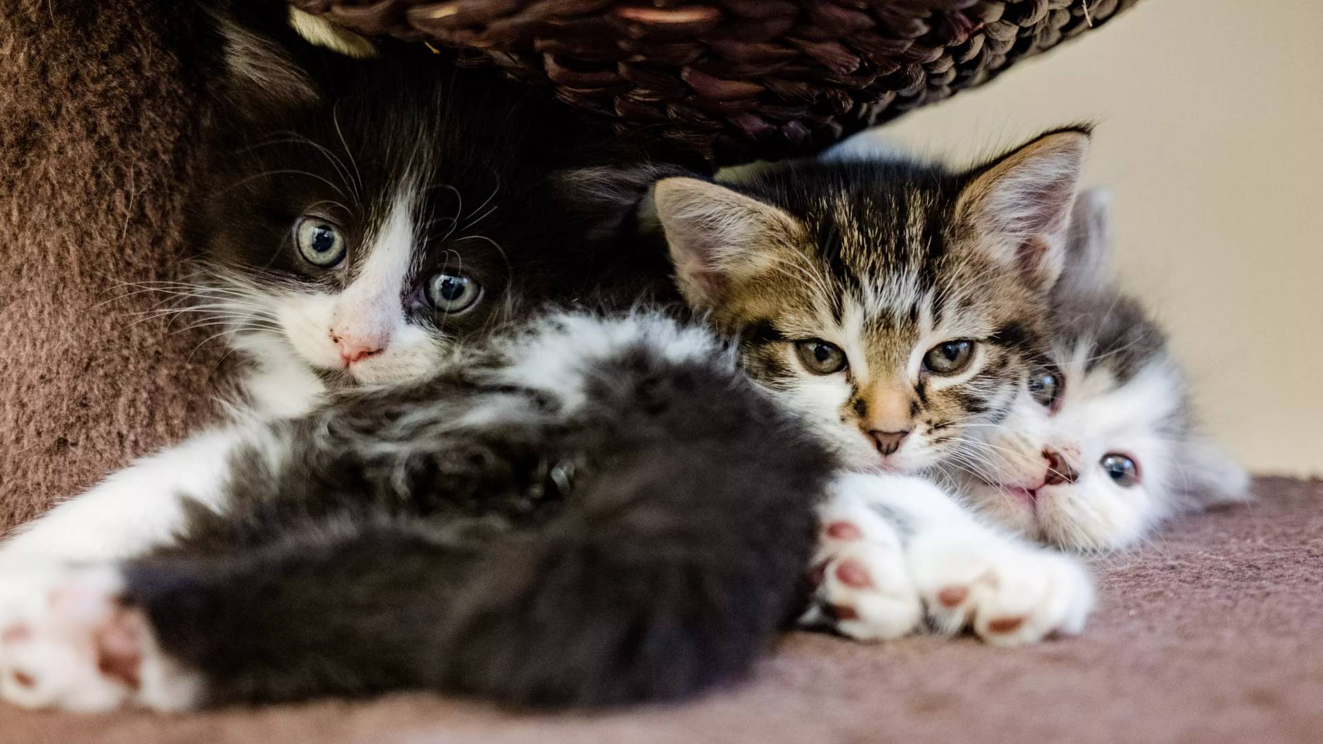 ‘Depths of evil’: BBC investigation uncovers global cat abuse network