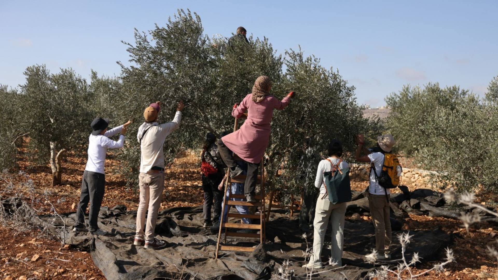 'Israel' deports 32 foreign activists assisting Palestinian olive harvest in West Bank