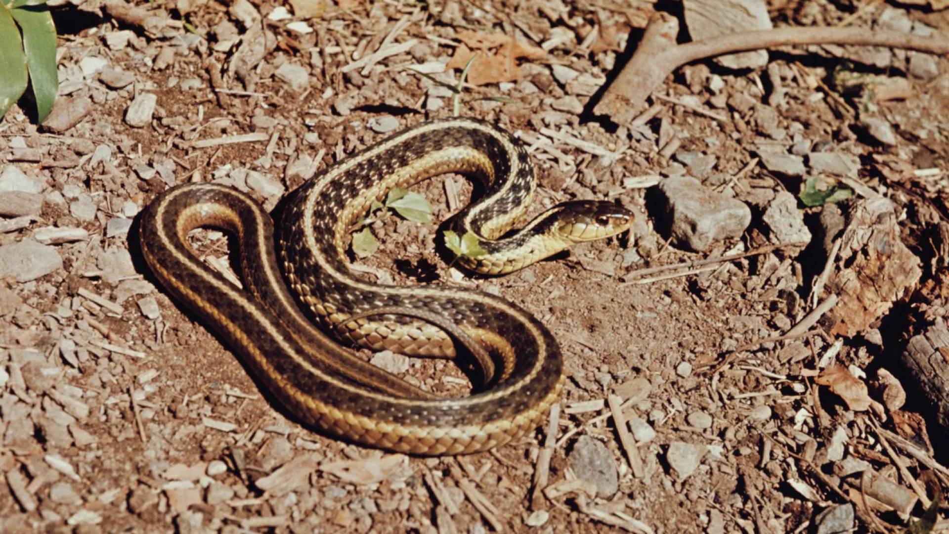 Snake sightings in Tiberias terrify 'Israeli' settlers as infestation grows