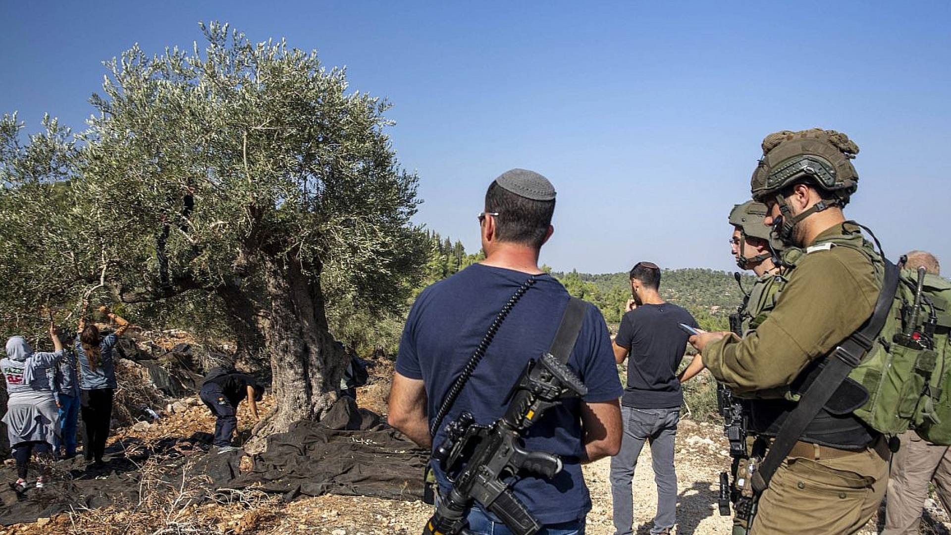 'Israeli' settlers uproot dozens of olive trees near East Jerusalem