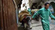 Donkeys have a rubbish job in Algeria's historic Kasbah city