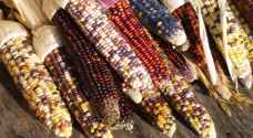 Rainbow-coloured corn a-maizes people in Turkey