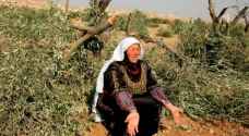 Israeli settlers set olive trees on fire