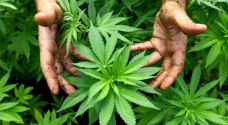 Jordanian brothers sentenced to hard labour, fined 5K JD for growing marijuana on their roof