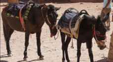 Government considers reports of mistreated animals in Petra 'extremely serious'