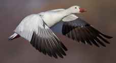 Rare goose spreads its wings over Jordan for first time ever