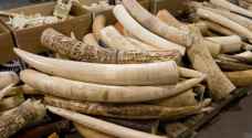 23 Genuine ivory pieces seized in Jordan