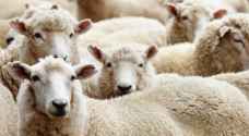 Are you paying too much for your Eid Al Adha sheep?