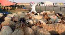 How to choose the right sheep for sacrifice this Eid Al Adha