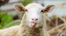 Gold found in sheep's intestines after sacrificing it for Eid Al Adha