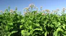 Jordanian government considers allowing tobacco cultivation