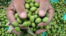 Israel biggest importer of Jordanian olives