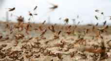 Ministry of Agriculture: Locust swarms are 50-100 km away from Jordan
