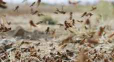 Photos: Ministry of Agriculture fights swarm of locusts covering 3 km south of Jordan