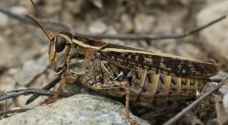 Minister of agriculture: First locusts swarm eliminated, there are other swarms