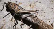 Agriculture Ministry warns of human, food disaster due to locust swarms