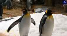 Watch: Penguins in Hong Kong chill during pandemic as carers work overtime