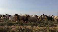 Livestock farmers demand reconsideration of procedures behind livestock exports