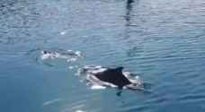 Dolphins visit Aqaba