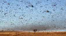 Ruggedness of land prevents complete eradication of locust swarms: Tafilah agriculture director