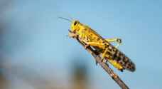 Farmers in Giza district express concern regarding locusts
