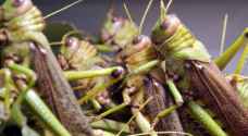 Agriculture Ministry speaks about current locust situation