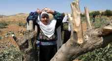 Settlers uproot 84 trees south of Nablus