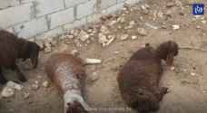 Stray dogs kill 56 sheep in Irbid