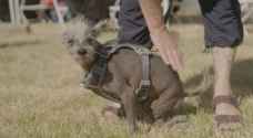 Canines battle for World's Ugliest Dog title in California