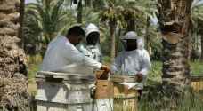 Iraq honey production at the mercy of heat and drought