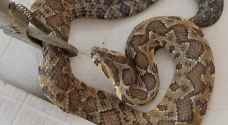Woman bitten by snake in Irbid admitted to ICU