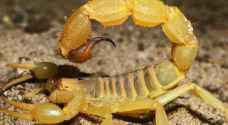 Two four-year-olds stung by dangerous scorpion in Ramtha