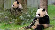 China sends two giant pandas to US as part of its “Panda diplomacy”