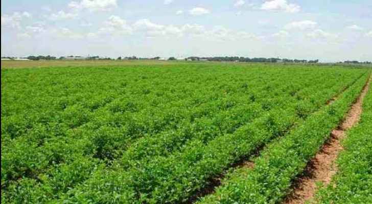 Ministry of Agriculture reports no loss of crop due to heat wave