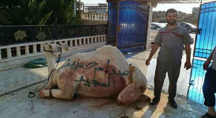 The camel had the words “the glorious Saddam Hussein” written on it.
