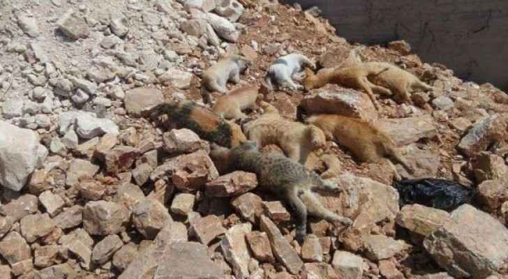 An image of some of the dead cats in Karak.