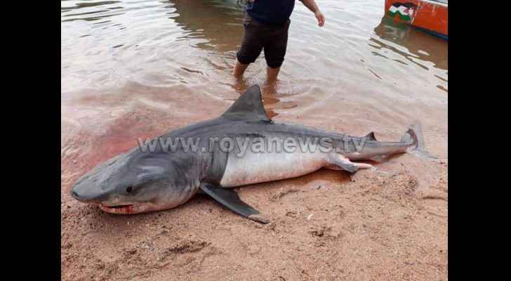 The shark was killed by the local fishermen. (Roya)