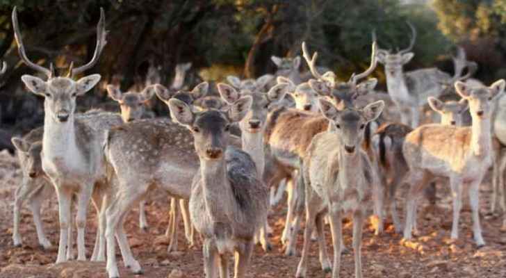 File photo of the deer at the Dibeen Forest Reserve