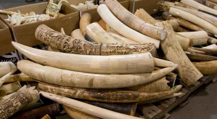 Ivory is typically obtained by killing elephants for their tusks. (Oregon Zoo)