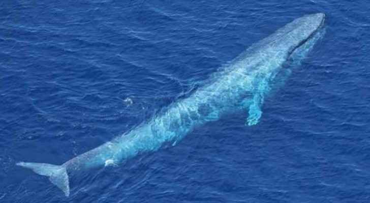 This whale is about 24 meters long, Live Science reported.